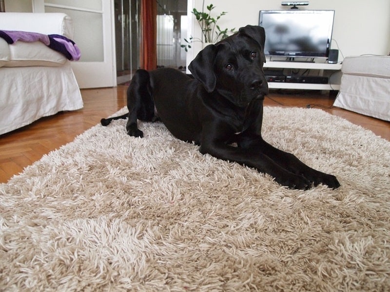 tosa dog