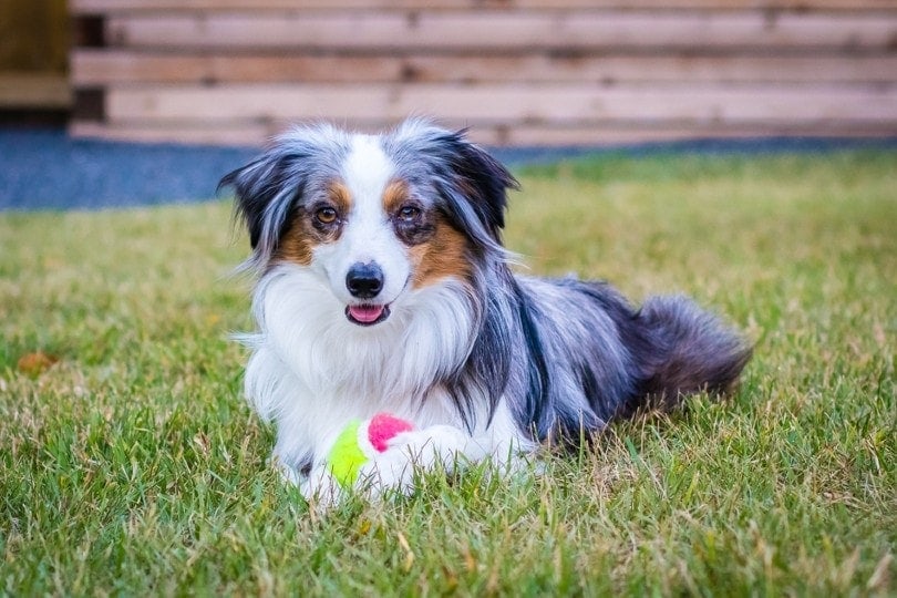 toy australian shepherd