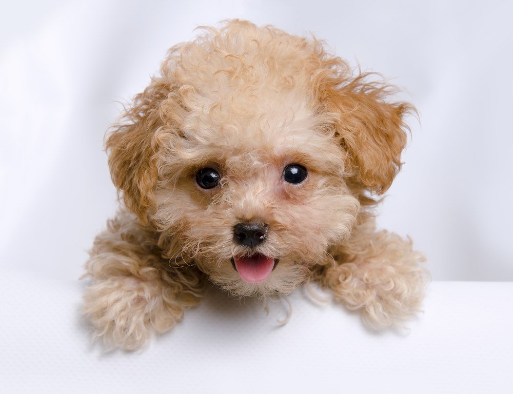 How Much Does A Toy Poodle Cost 2024