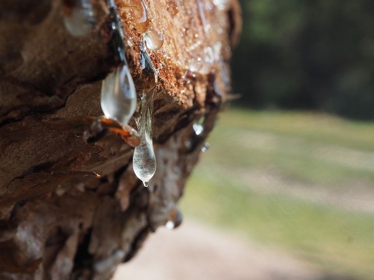 tree sap