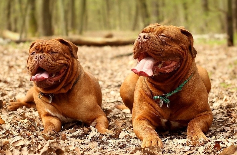 two Dogue de Bordeaux dogs with tongue out