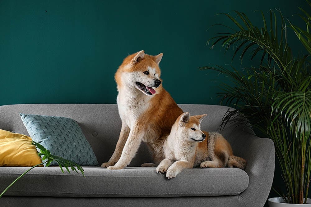 two Akita Inu on the sofa