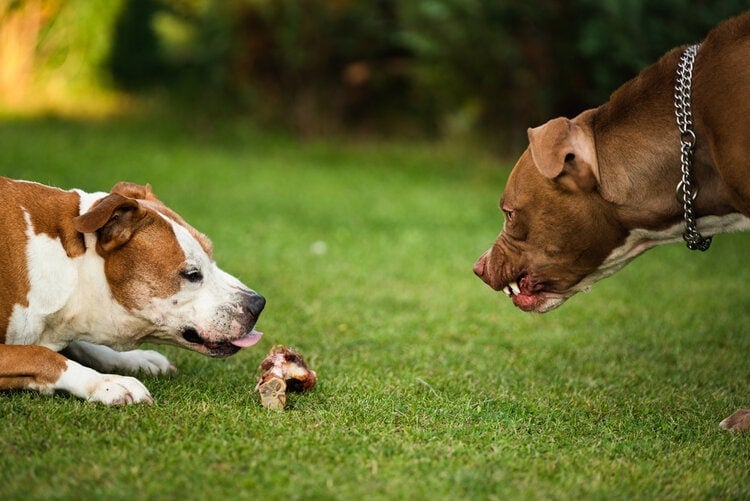 two amstaff terriers fighting over food