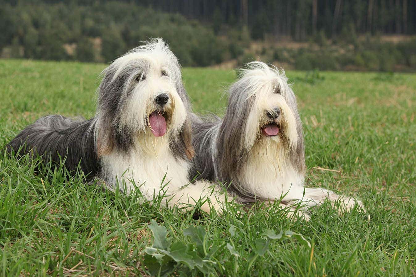 Two bearded collies