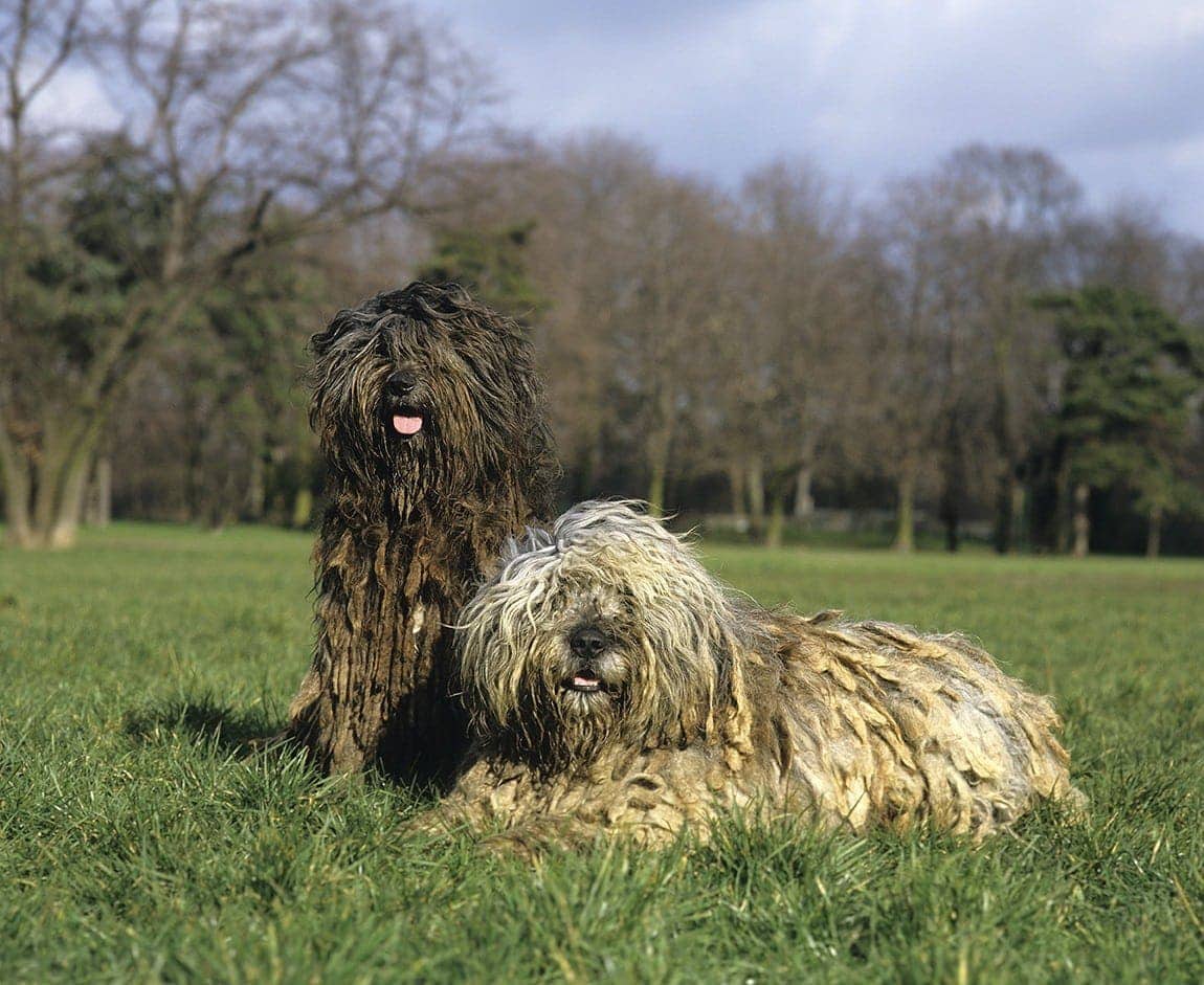 two bergamasco