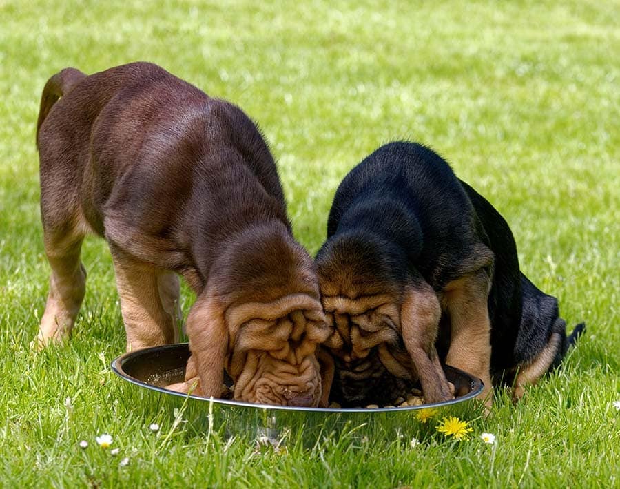 Two bloodhound puppies eating