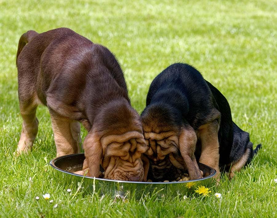 Two Bloodhound puppies eating