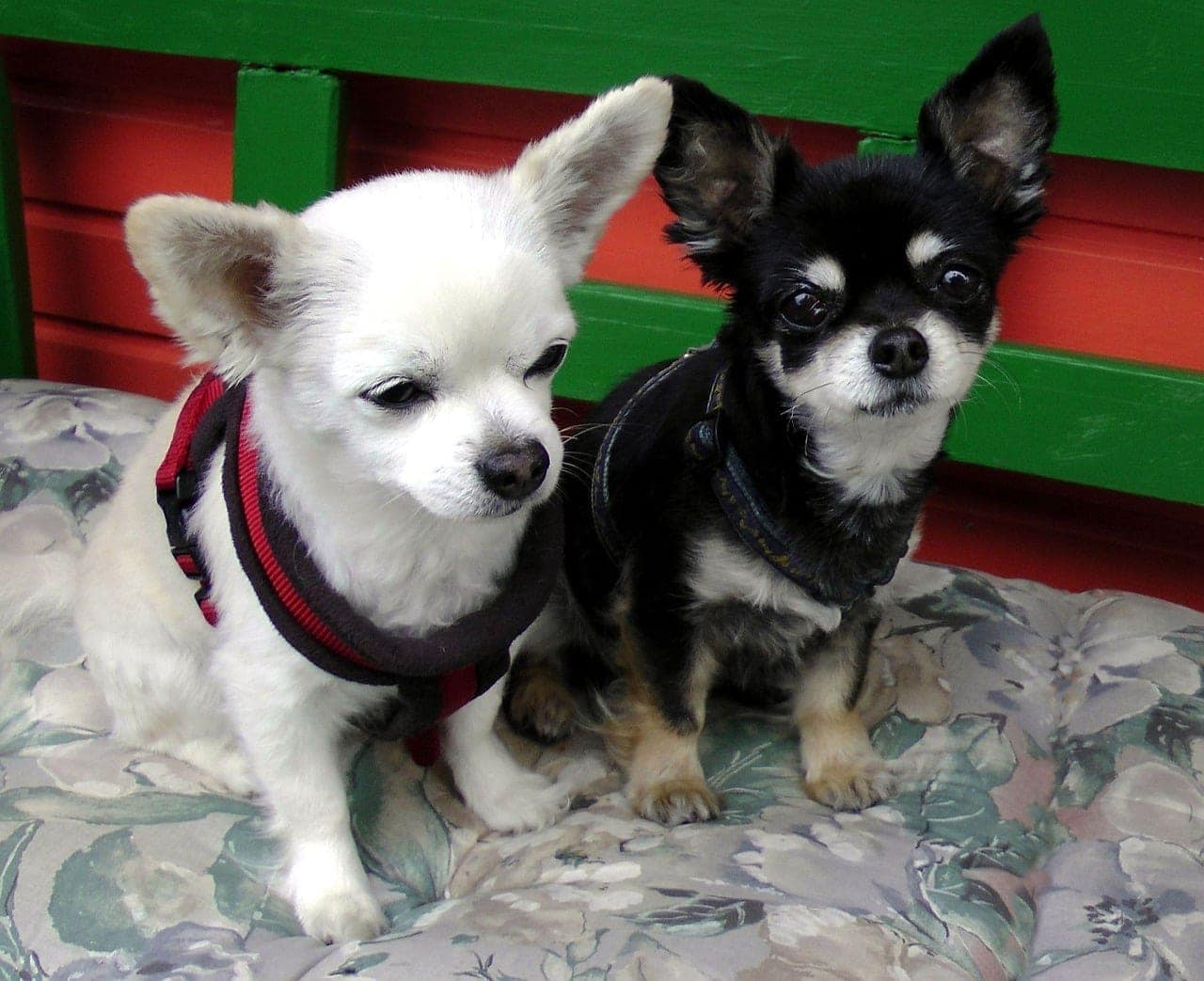 two chihuahuas