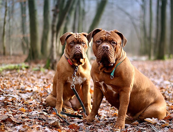 how much is a dogue de bordeaux puppy