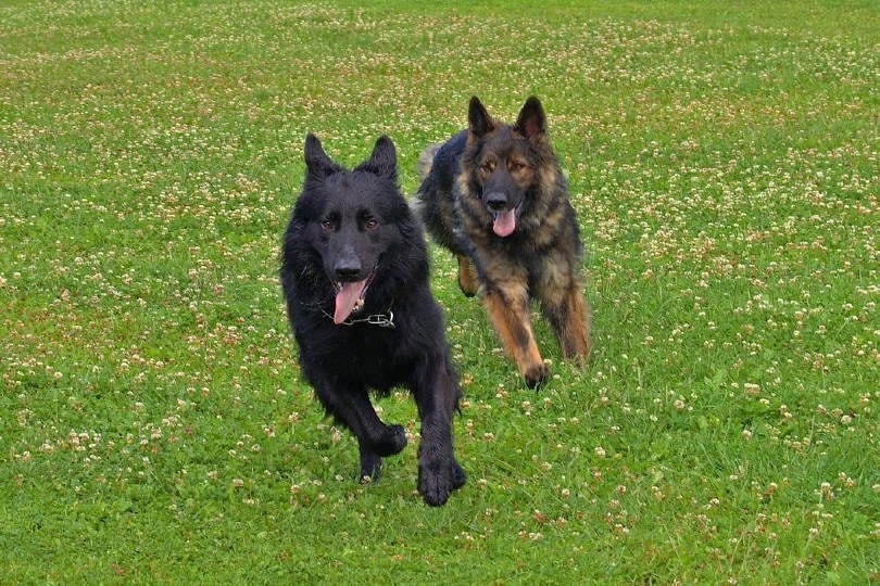 two german shepherd dogs running in a field