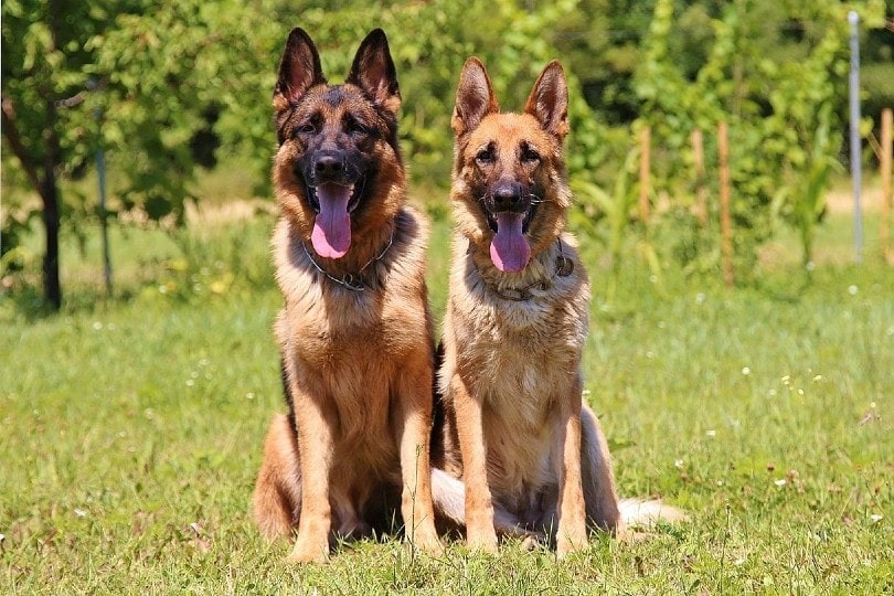 two german shepherd dogs sitting on grass