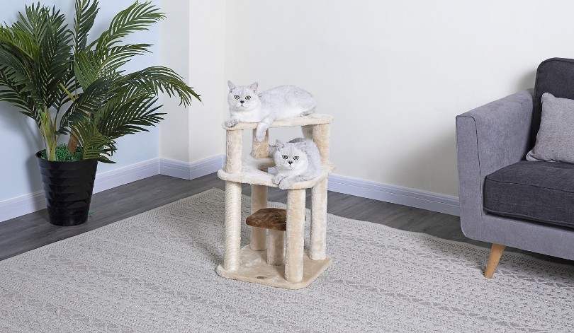 two grey cats on small cat tree at home