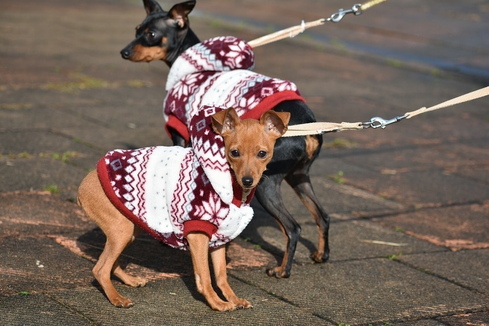 two miniature pinschers wearing clothes