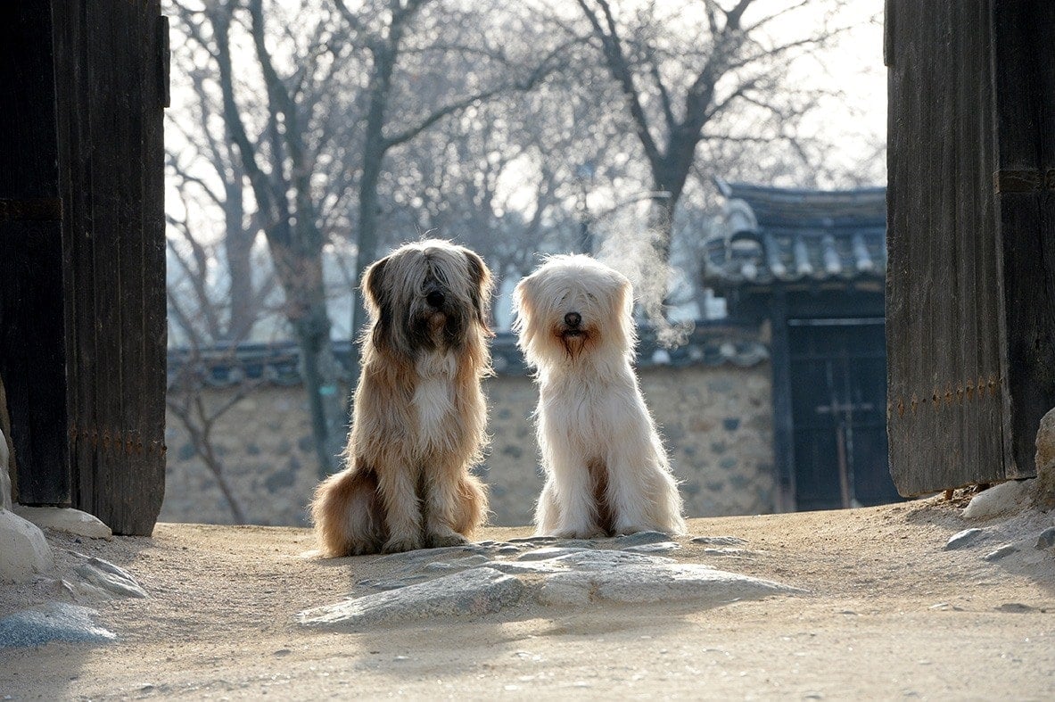 two sapsali dogs