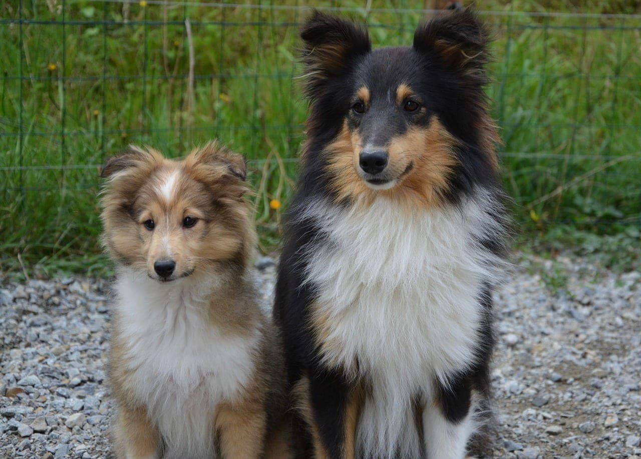 two shetland sheepdog