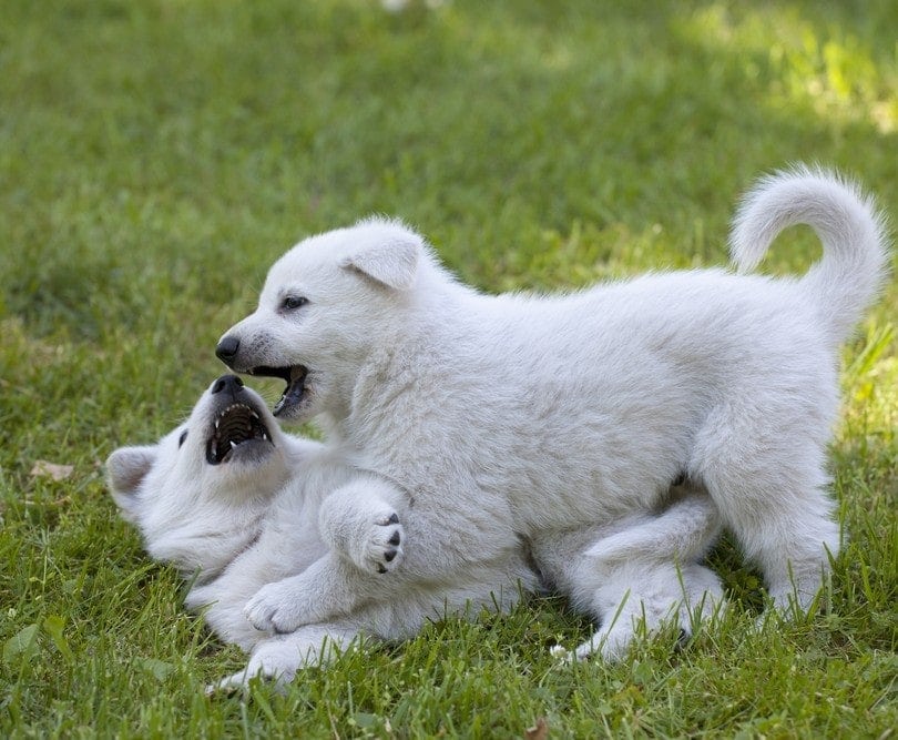 Is Going Crazy Weblogs Pictures Library