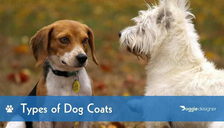 different dog coats
