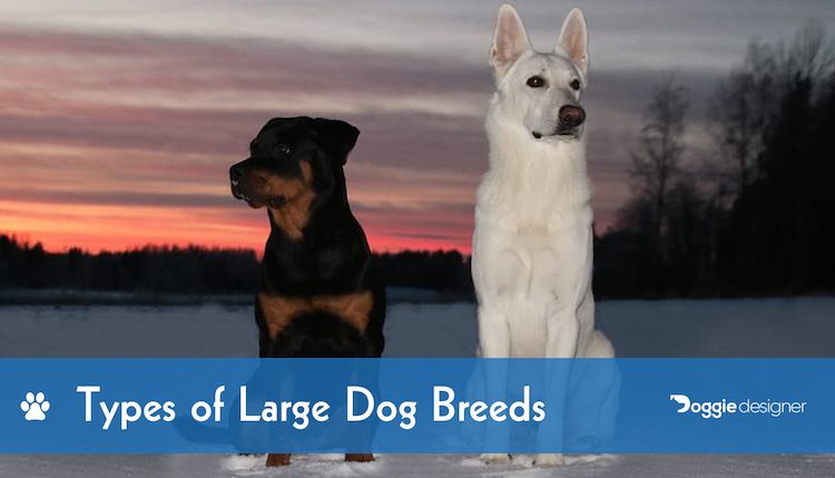Top 15 Large Dog Breeds With Pictures Most Popular Large Pups Hepper