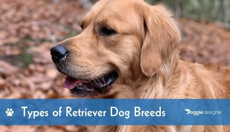 largest retriever breed