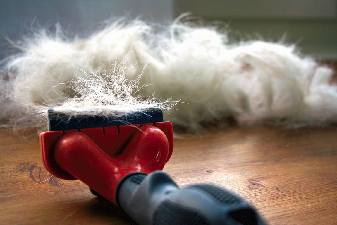 9 Easy Ways to Get Dog Hair Out of Clothes (With Pictures) | Hepper