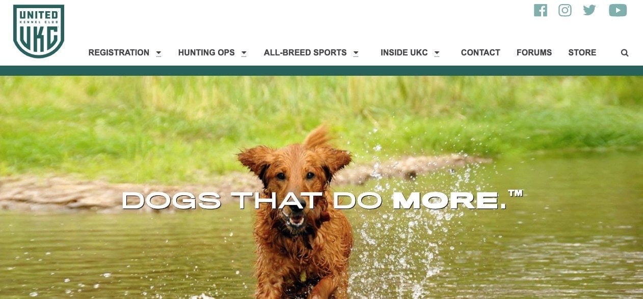 united kennel club homepage
