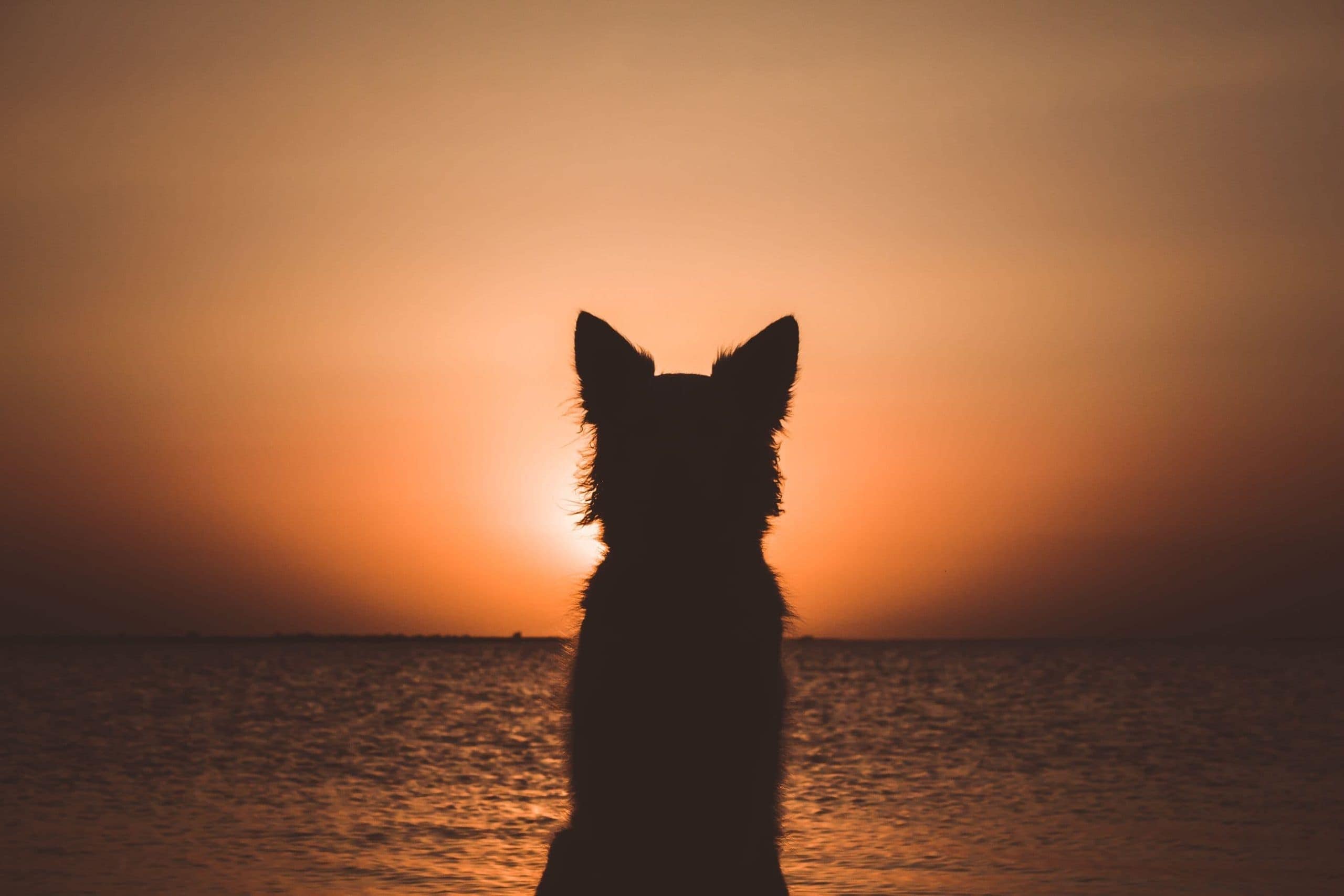vacation dog