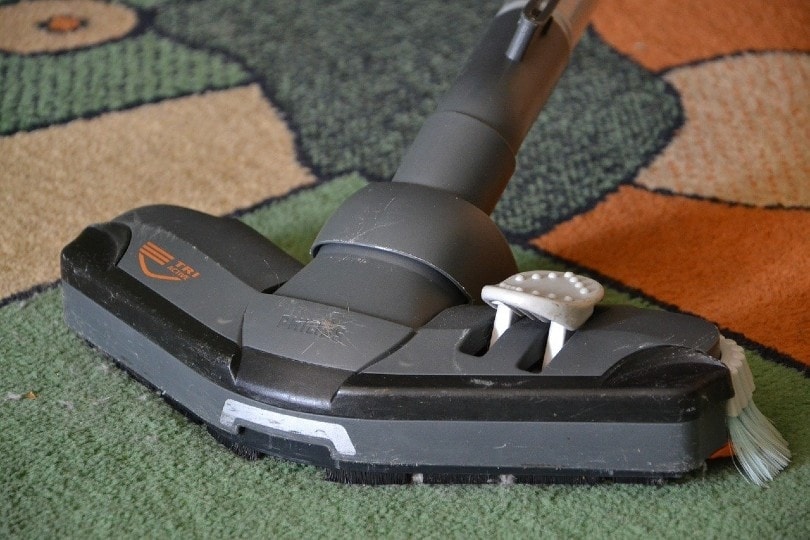 vacuum clean the carpet