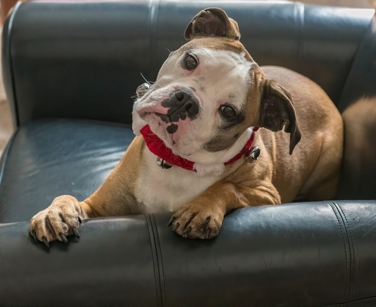 Valley bulldog sales price