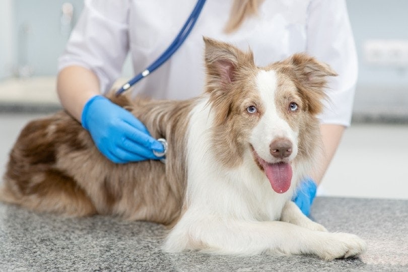 vet checking australian shepherd dog