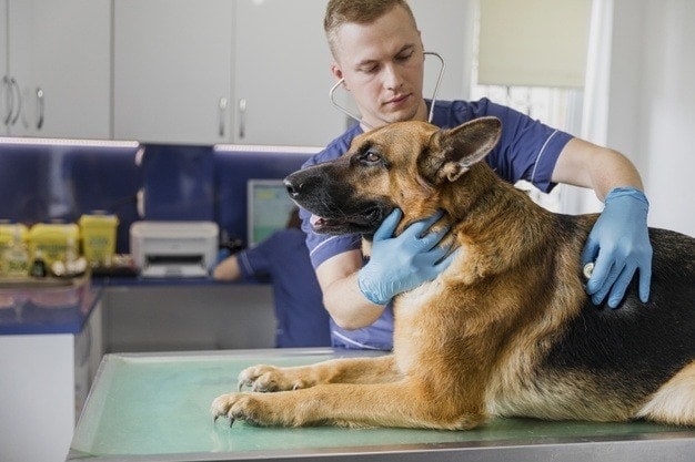 vet checking up on german shepherd
