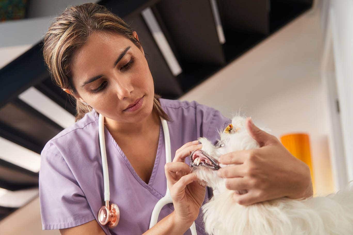 vet examining dog's gums