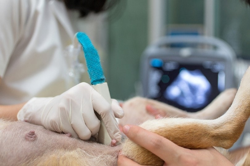 veterinarian is doing ultrasound