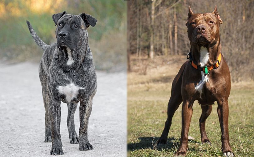 Presa Canario Vs Pitbull Who Would Win