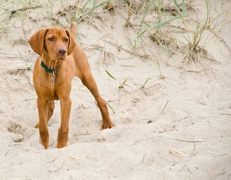 vizsla