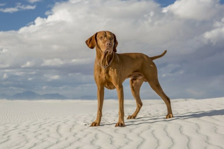 15 Dog Breeds for Hot Weather & Deserts Info, Pictures, Facts