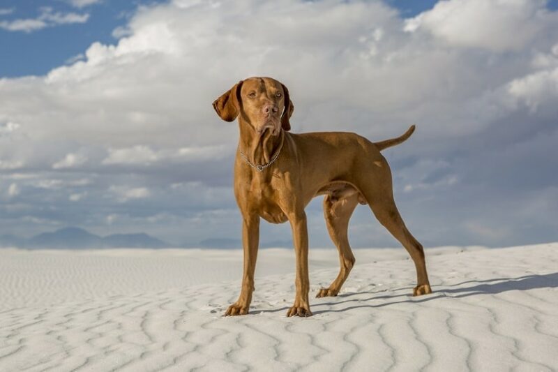 vizsla dog standing in a white sand desert