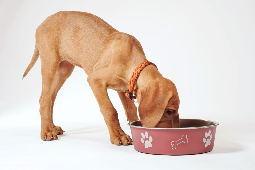 A Vizsla dog eating food