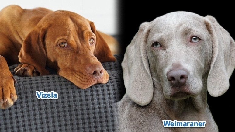 vizsla vs weimaraner