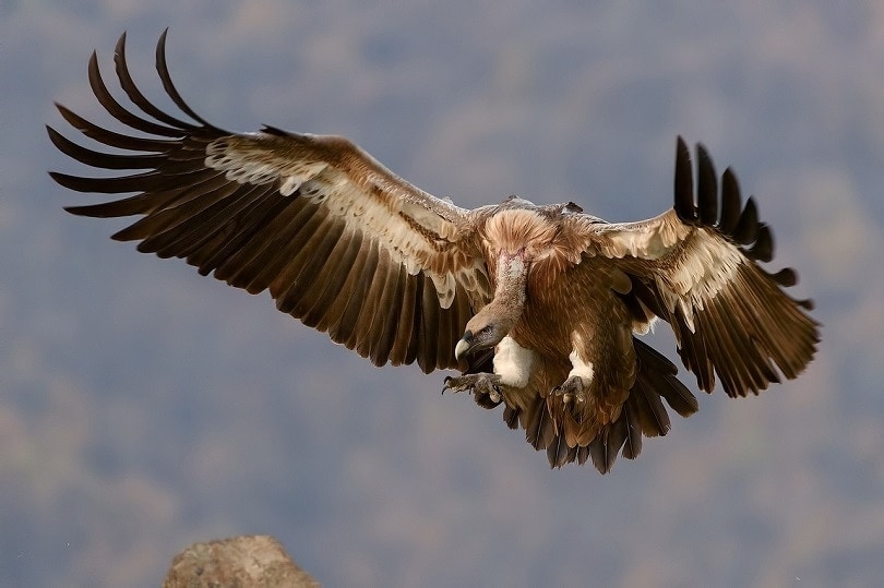 vulture-pixabay