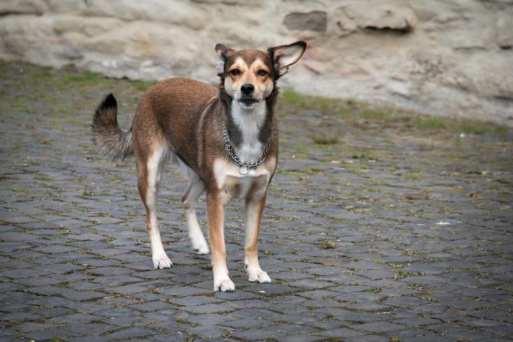 Norwegian Lundehund Dog Breed Info Pics Puppies Facts Hepper
