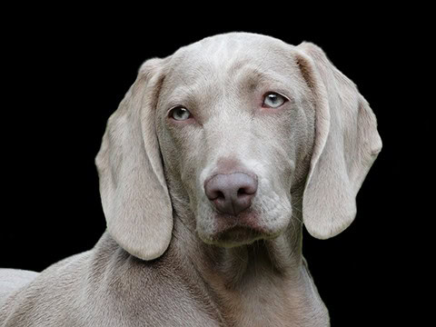 Silver coat sales dogs
