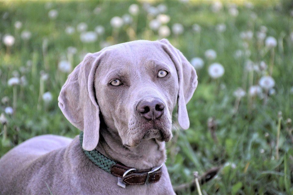 weimaraner close up