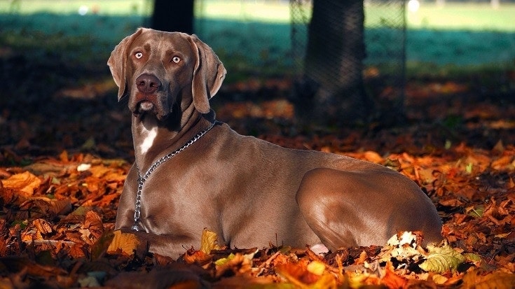 weimaraner on autumn leaves