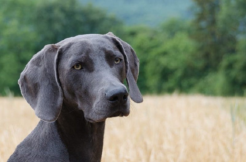 weimaraner outdoor