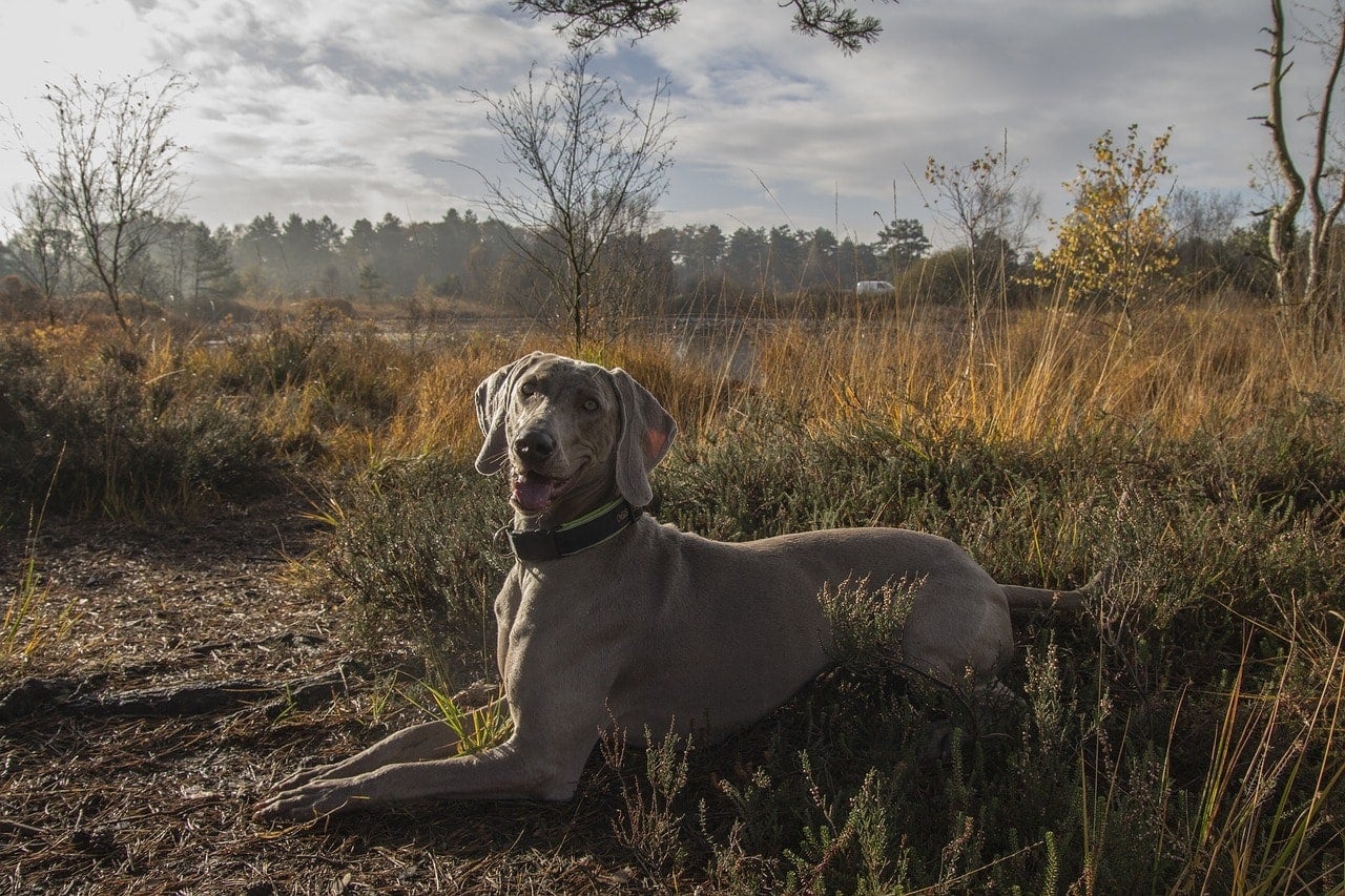 weimaraner outdoors
