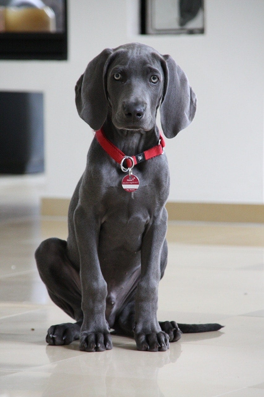 are weimaraners good guard dogs