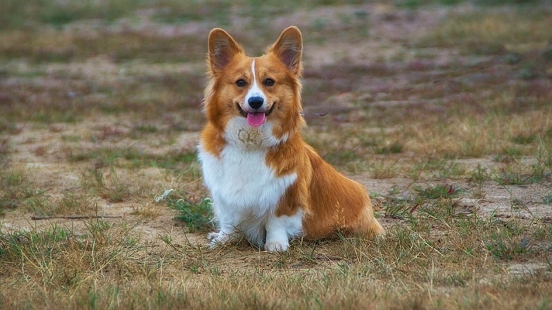 welsh corgi