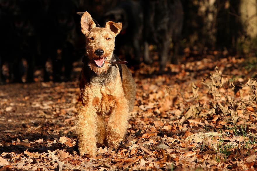 welsh terrier running