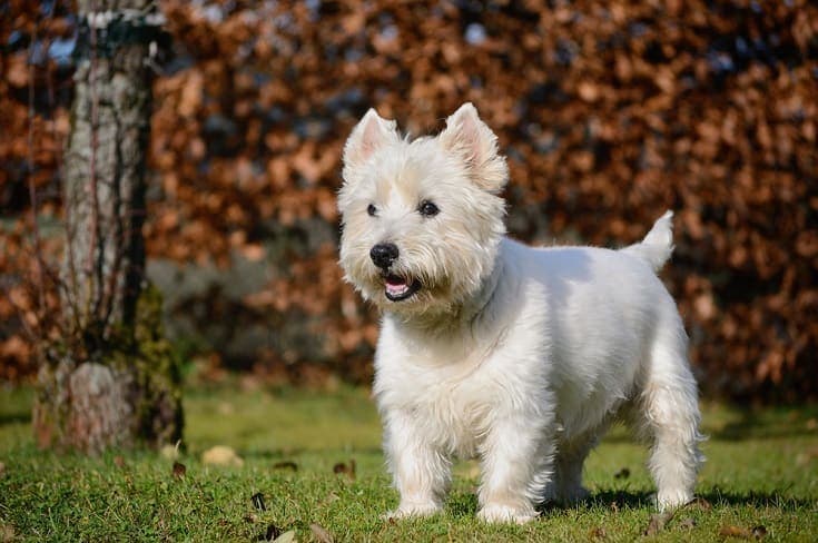 west highland white terrier