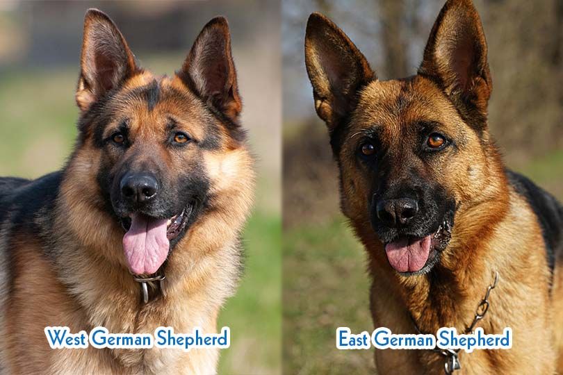 West German Shepherd Vs East German Shepherd What S The Difference With Pictures Hepper